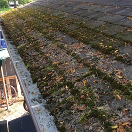 moss removal service in Sungai Buloh